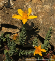 Hypericum olympicum L.  Millepertuis grec