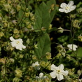 Omphalodes linifolia Moench. Cynoglosse à feuille de lin
