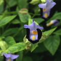 Torenia violet pourpre