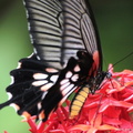 Papilio helenus Laos 2