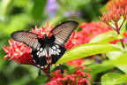 Papilio helenus Laos