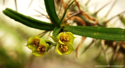Euphorbia Genoudiana