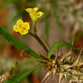 Euphorbia Genoudiana 2