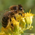 Apis mellifera abeille domestique mellifique 2