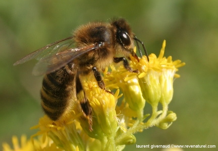 Apis mellifera abeille domestique mellifique 2