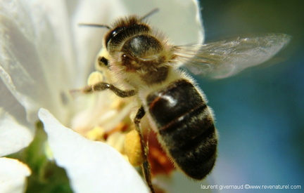 Apis mellifera abeille domestique mellifique