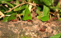 Formica Les fourmis porteuses de feuille et les fourmis portees
