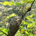 Formica Nid de fourmis arboricoles Vietnam.JPG