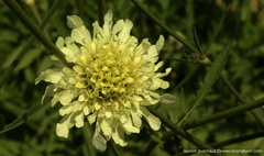 Cephalaria alpina (L.) Roem. & Schult.