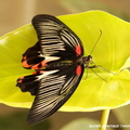 Papilio Rumanzovia Eschscholtz, 1821 2