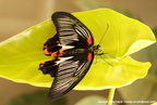 Papilio Rumanzovia Eschscholtz, 1821 2