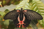 Papilio Rumanzovia Eschscholtz, 1821
