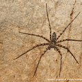 Araignée cavernicole 2