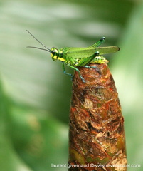 Criquet vert Costa Rica