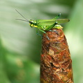 Criquet vert Costa Rica