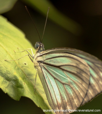 Papillon bleu pale