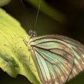 Papillon bleu pale
