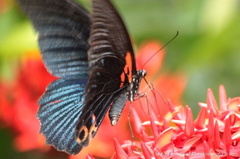 Sorte de Papilio