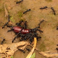 Fourmis ramenant une chrysalide de coleoptère
