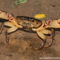 Crabe dans le bois