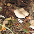 Russula nigricans 
