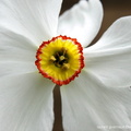Narcissus poeticus Narcisse des poetes 3