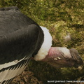Vultur gryphus condor des Andes