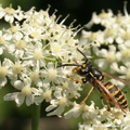 Vespula vulgaris Common Wasp