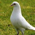 Columba Pigeon blanc