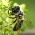Apidae 3
