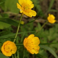 Ranunculus acris renoncule âcre bouton d'or 2