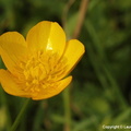 Ranunculus acris renoncule âcre bouton d'or