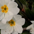 Primula blanche à coeur jaune.JPG