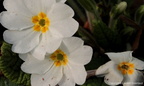Primula blanche à coeur jaune