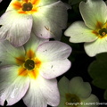 Primula blanche