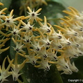 Hoya multiflora 2