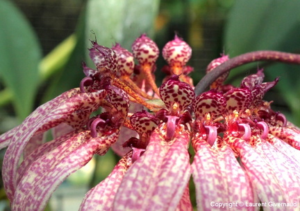 Bulbophyllum pulchrum 2