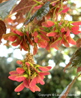 Acer pseudoplatanus L
