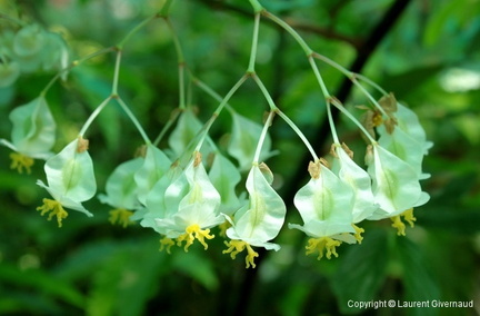 Begonia undulata