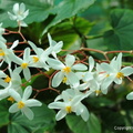 Begonia odoratissima