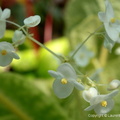 Begonia floccifera 