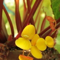 Begonia floccifera 2