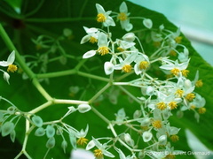 Begonia jocelinoi