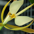 Epidendrum falcatum