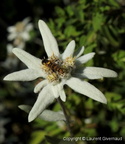 Leontopodium alpinum Edelweiss 2