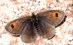Erebia arvernensis