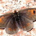 Erebia arvernensis