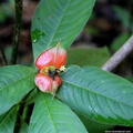 Psychotria poeppigiana.JPG