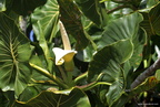 Montrichardia linifera