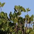 Montrichardia linifera